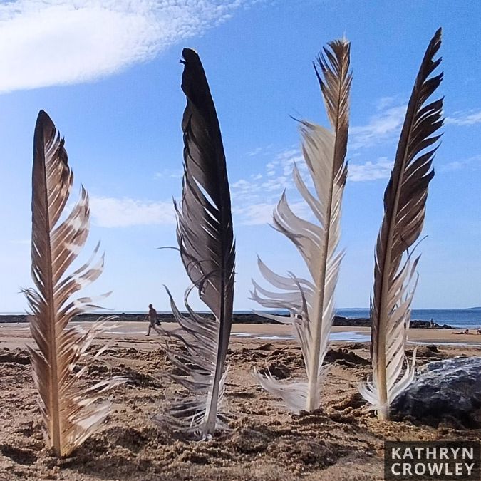 Four feathers standing up in sand on Ballybunion beach. Photo by Kathryn Crowley.